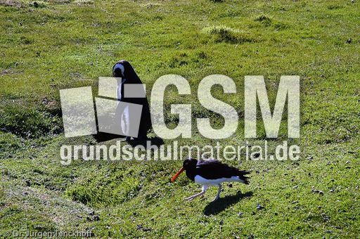 Magellanpinguin (32 von 32).jpg